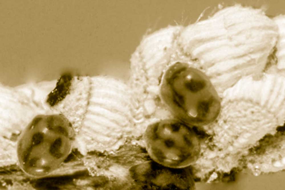 RodoliayEscamas